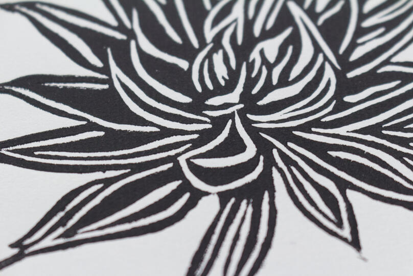 A blockprint of a Black Knight succulent plant.